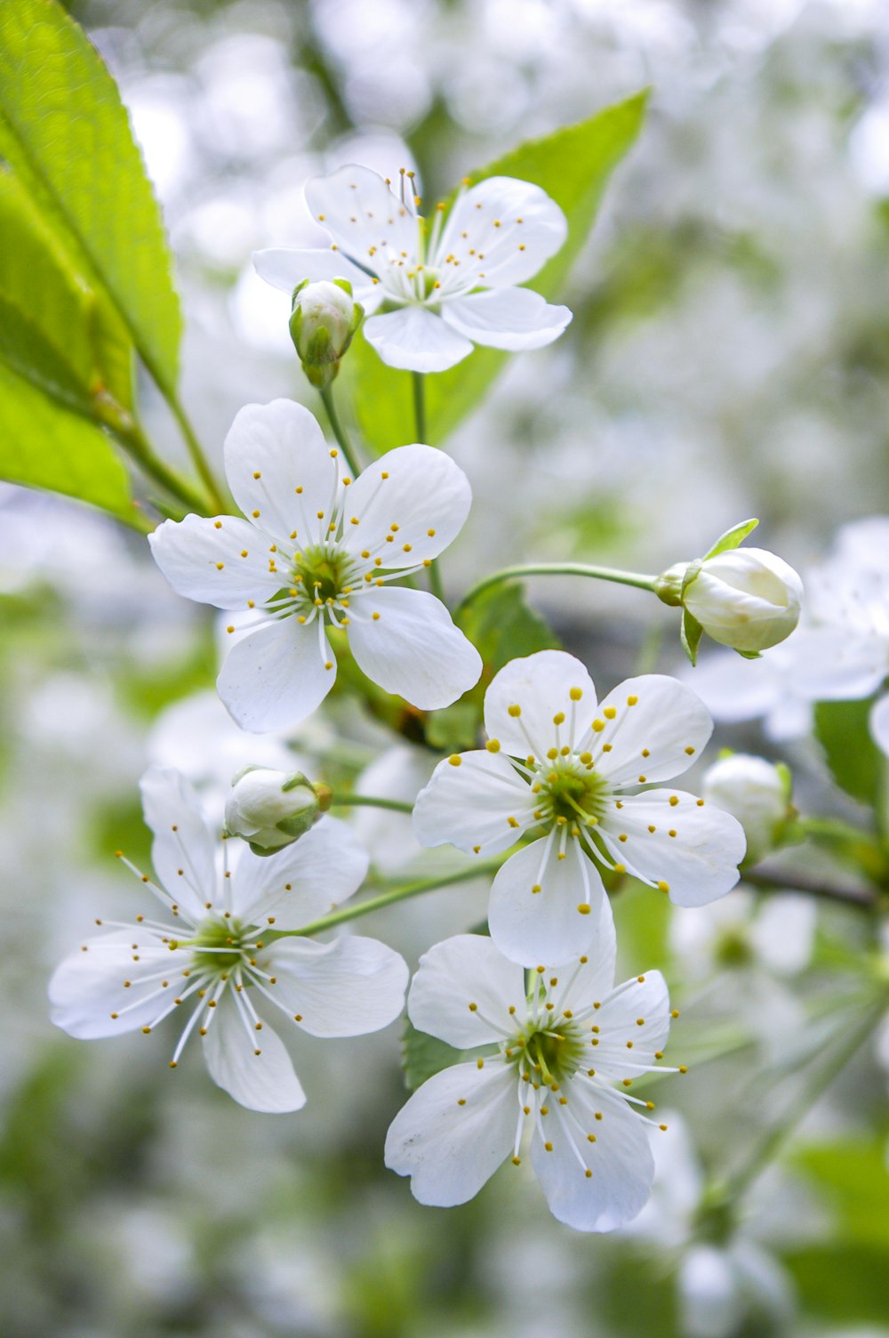 white flowers in tilt shift lens