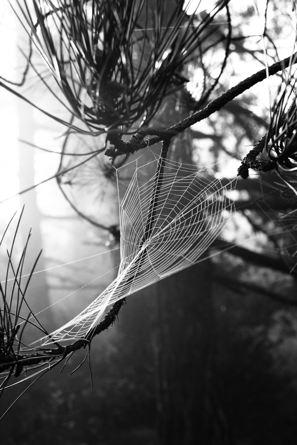 grayscale photo of spider web on tree branch