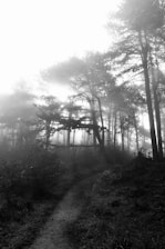 A misty forest path illuminated by a faint, ghostly glow under a moonlit sky.