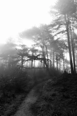 A misty forest path winding through tall trees in early morning light.