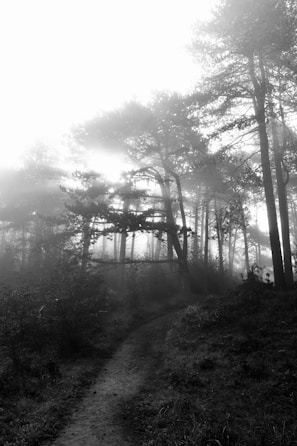 A misty forest path winding through towering Smoky Mountain pines at dawn.
