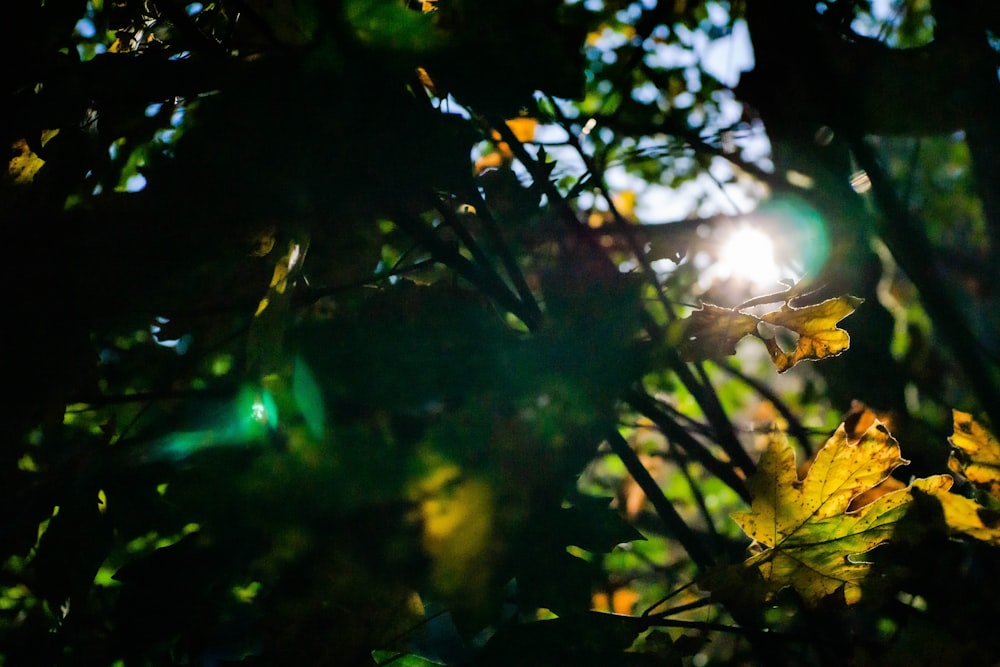 green and brown tree branch