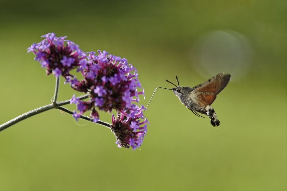 brown and black humming bird flying over purple flower during daytime