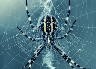 black and white spider on web