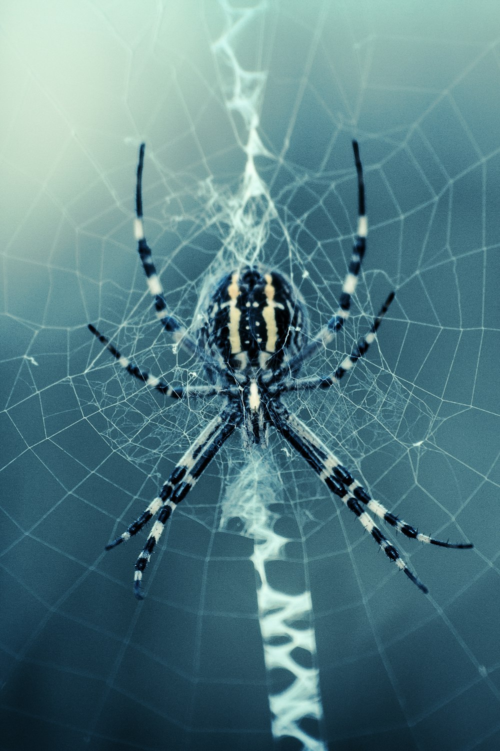 black and white spider on web