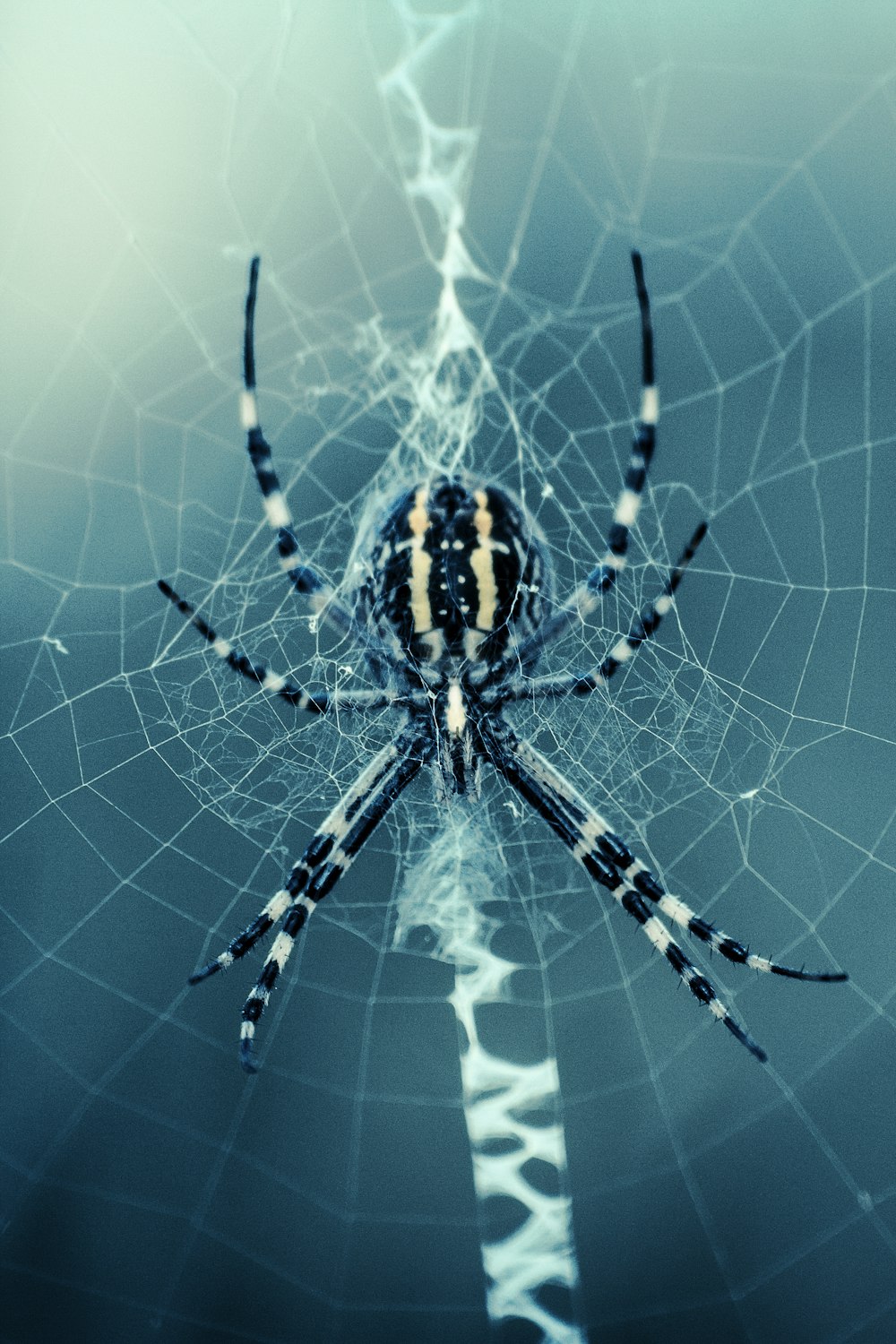 Araignée noire et blanche sur le web
