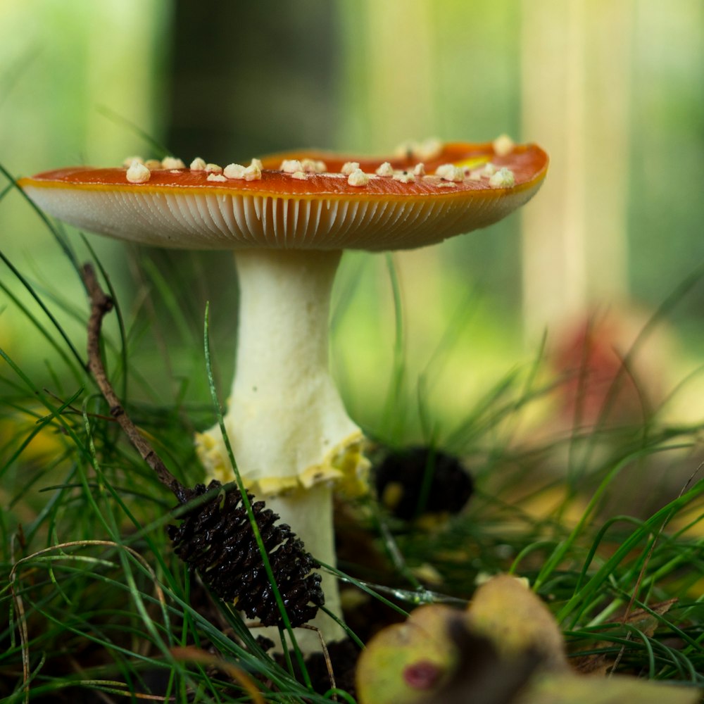 white and brown mushroom in close up photography