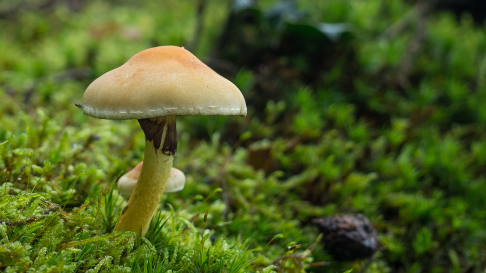 white mushroom on green grass during daytime