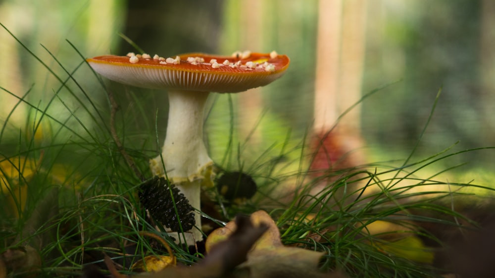brown and white mushroom in green grass during daytime