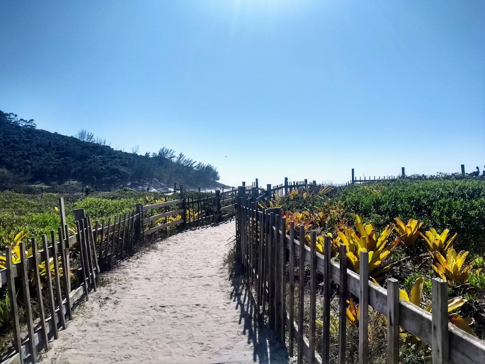 green plants on white sand during daytime