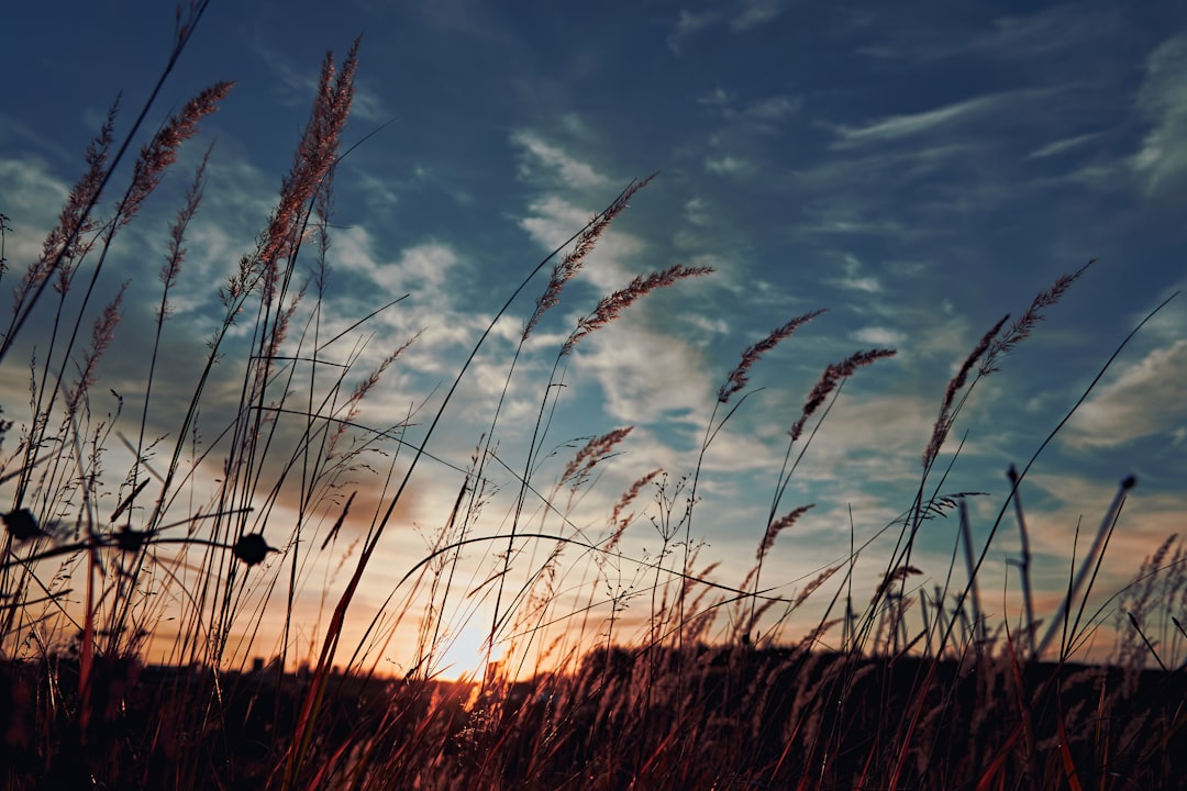 silhouette of grass during sunset