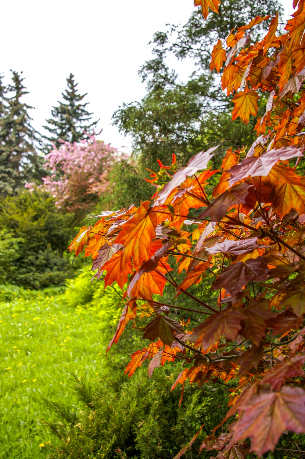 brown leaves on green grass field during daytime