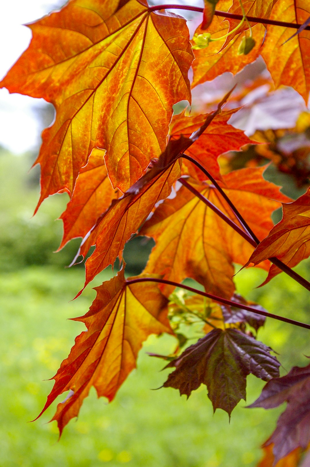 brown maple leaf in tilt shift lens