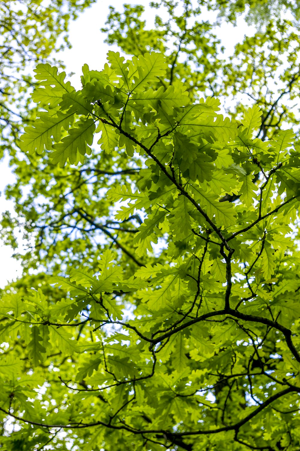 green leaves on tree branch during daytime