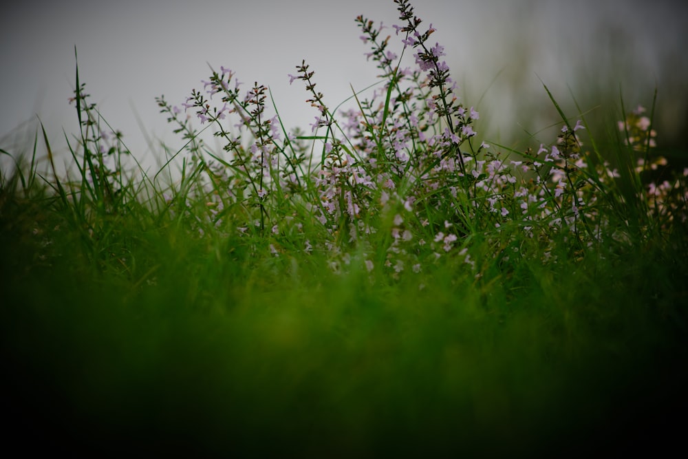 green grass with water droplets