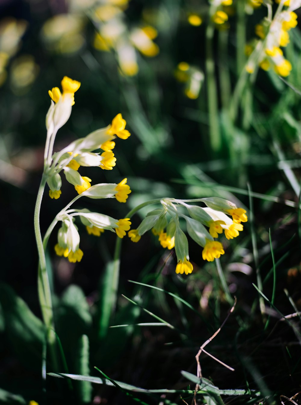 yellow daffodils in bloom during daytime