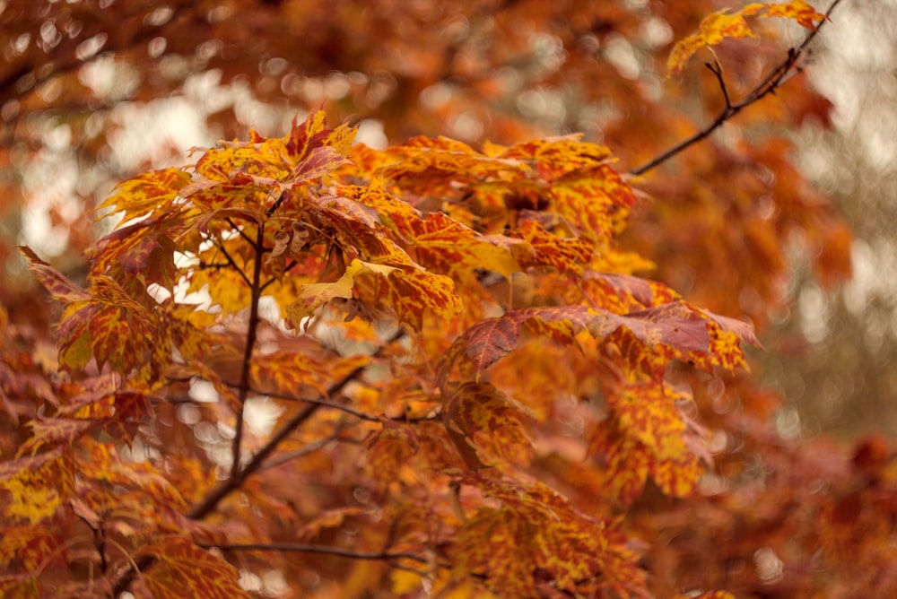 folhas marrons no galho da árvore