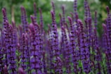 purple flower buds in tilt shift lens