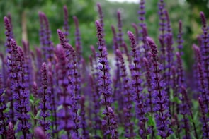 purple flower buds in tilt shift lens