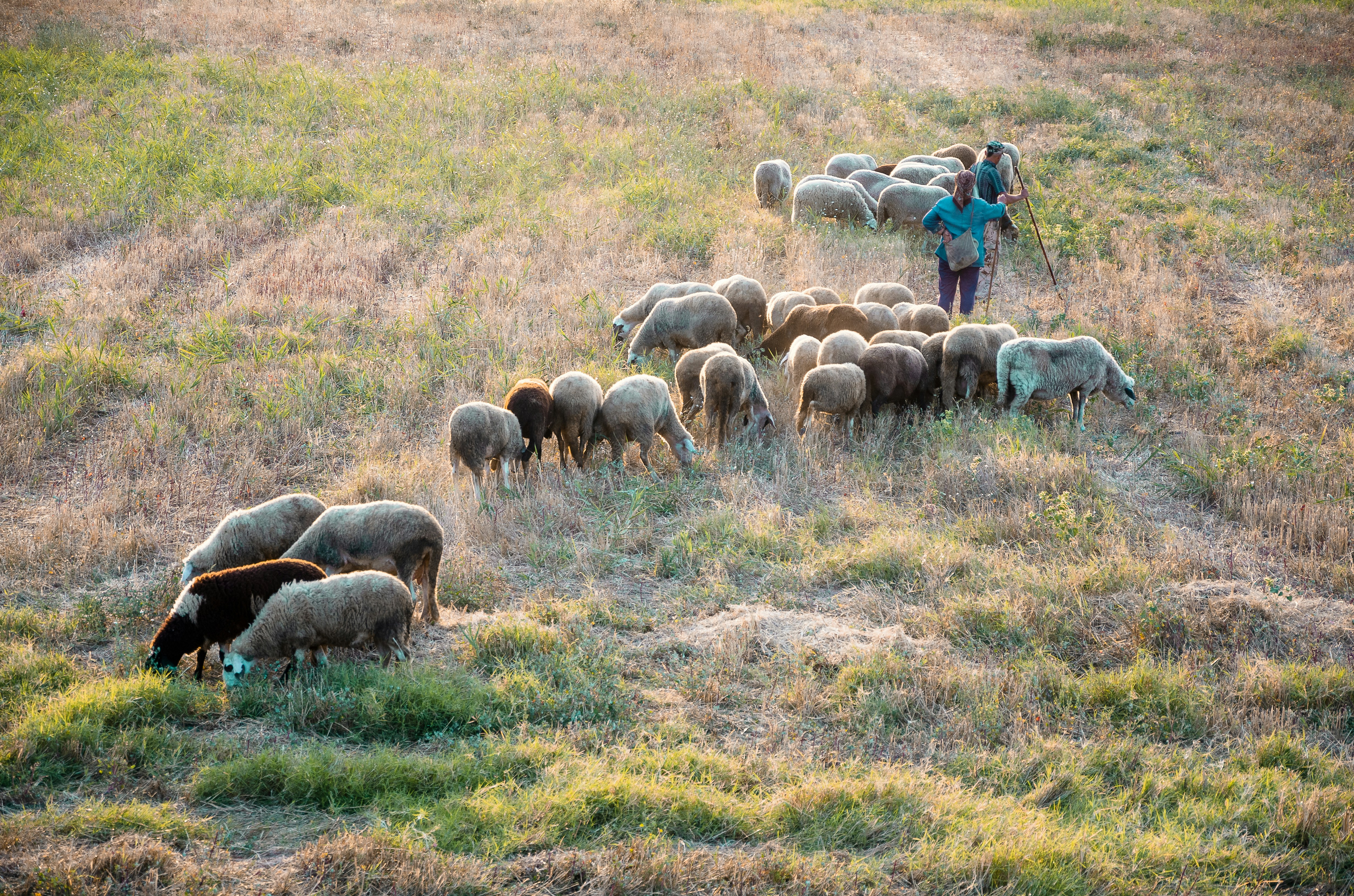 group of sheep on green grass field during daytime