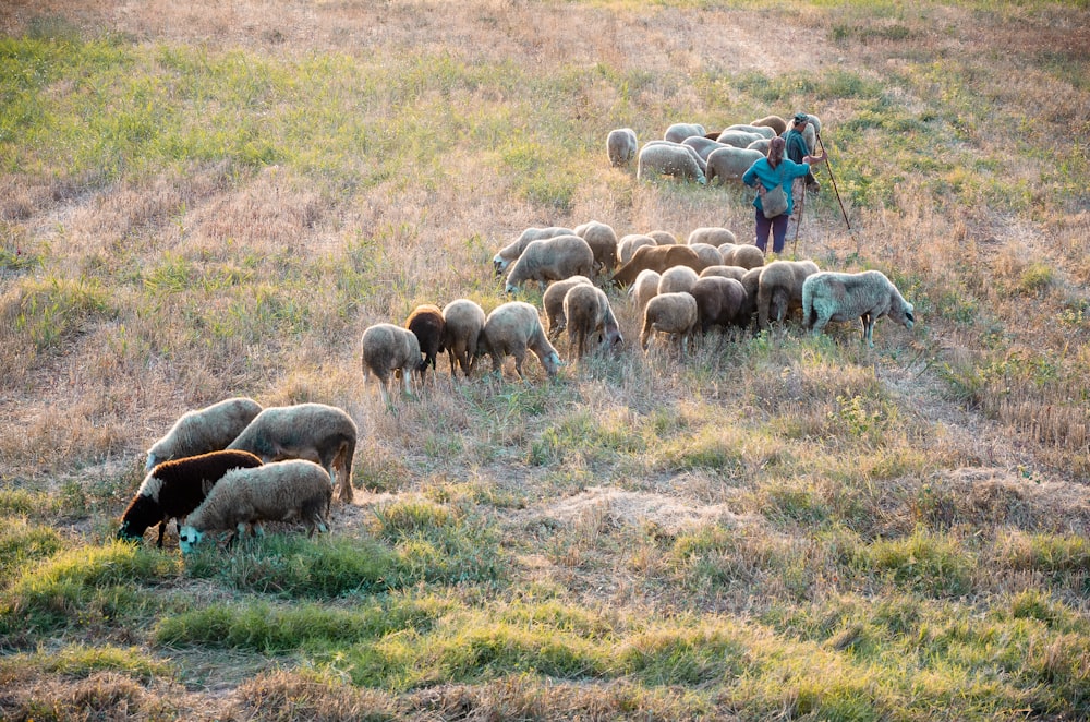 group of sheep on green grass field during daytime