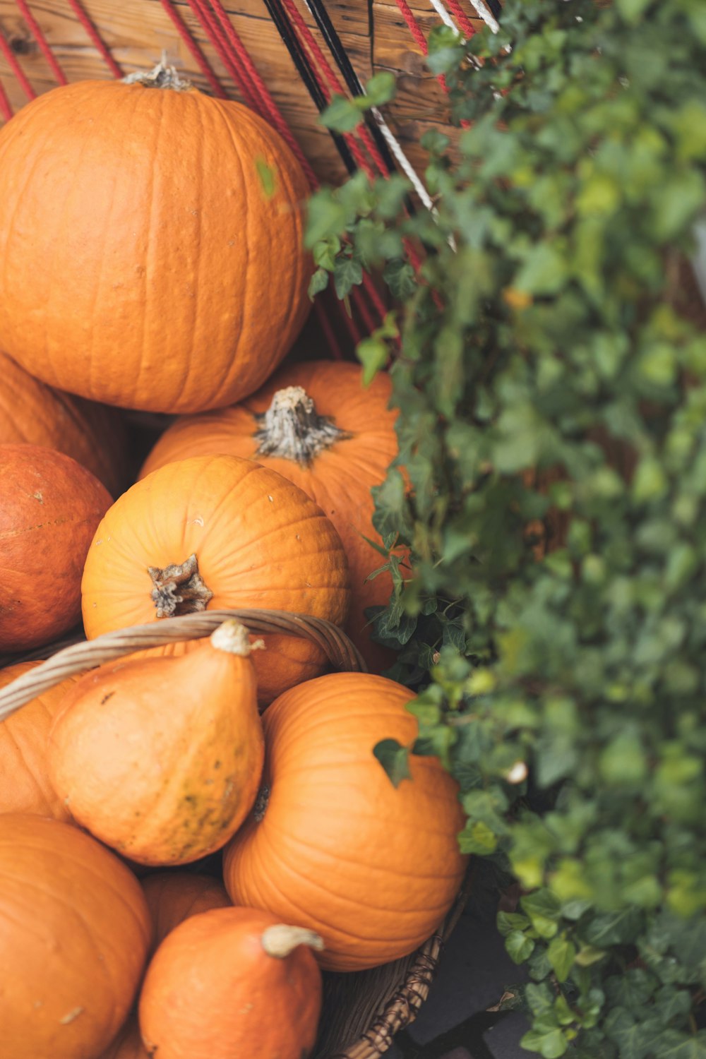 orange pumpkins on green grass during daytime