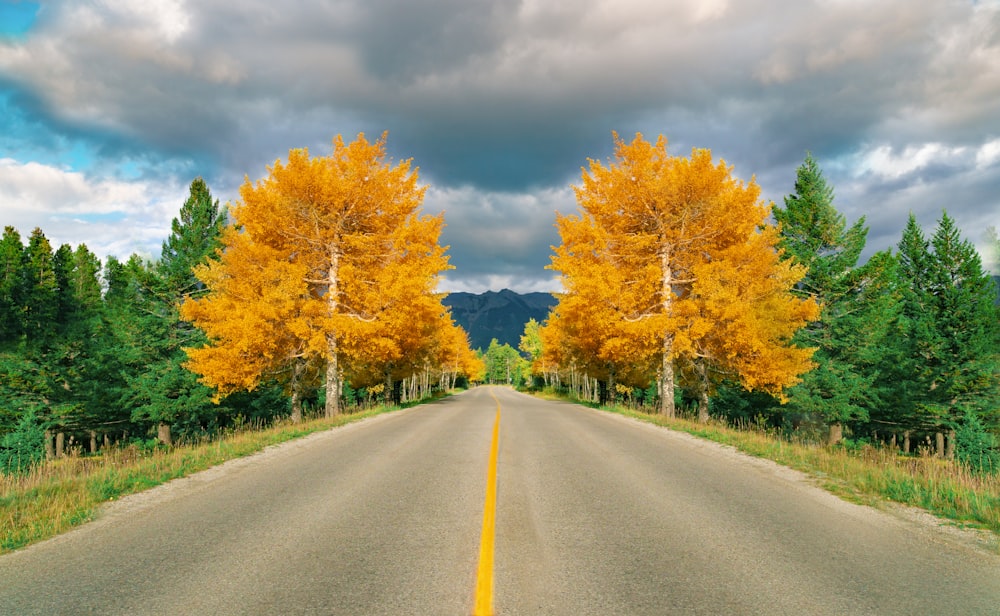 Carretera de asfalto gris entre árboles verdes y amarillos bajo cielo nublado azul y blanco durante el día