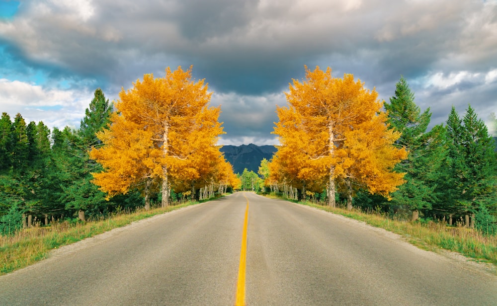estrada de asfalto cinza entre árvores verdes e amarelas sob céu nublado azul e branco durante o dia