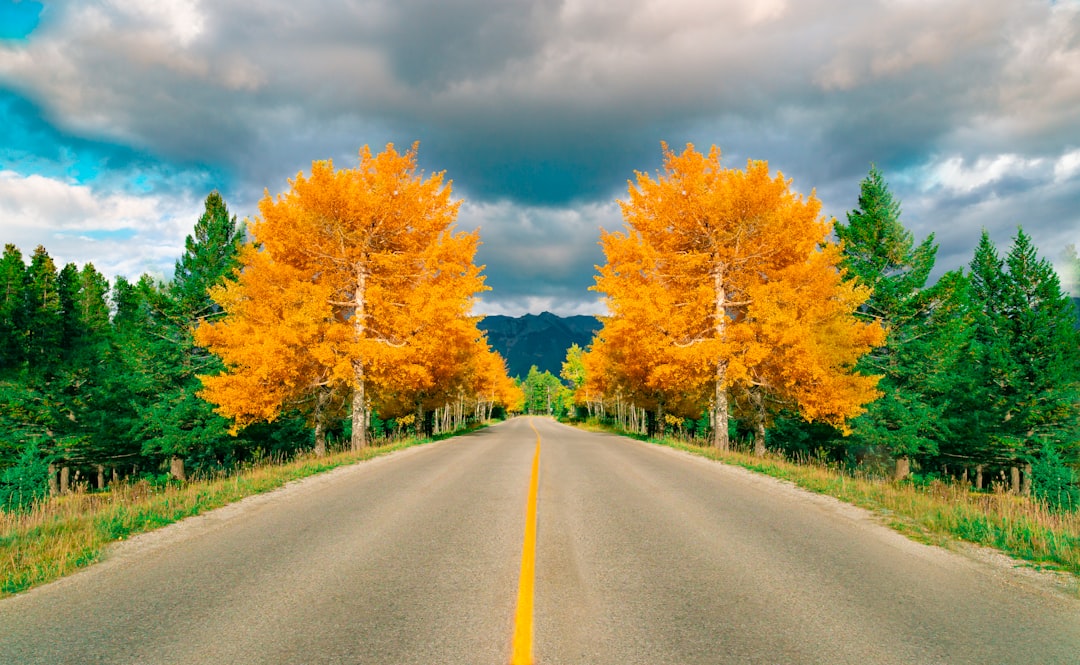 gray asphalt road between green and yellow trees under blue and white cloudy sky during daytime