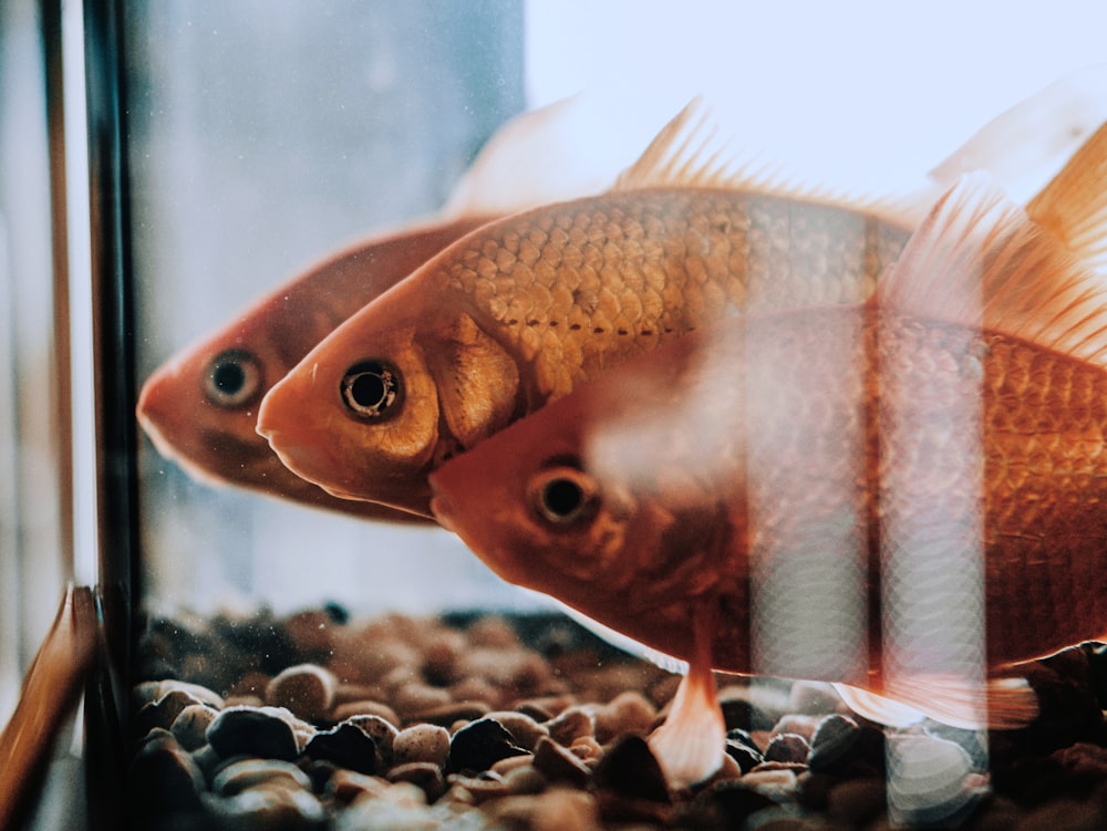 orange and white fish in fish tank