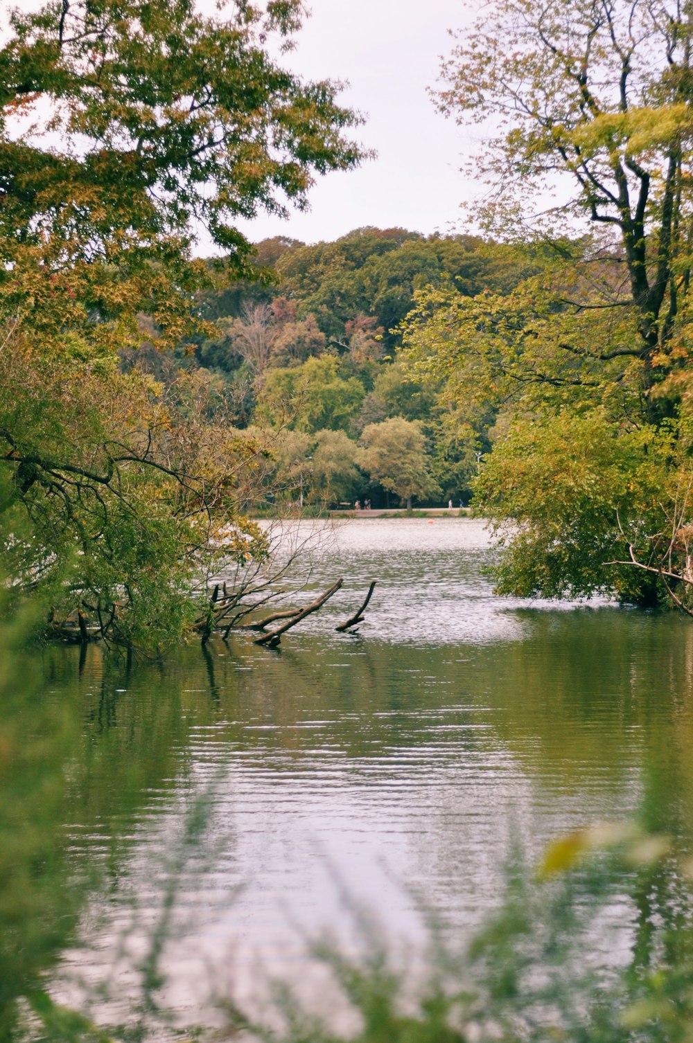 green trees beside river during daytime