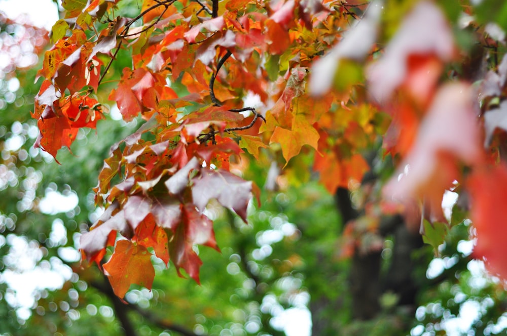 a close up of a tree with red and green leaves
