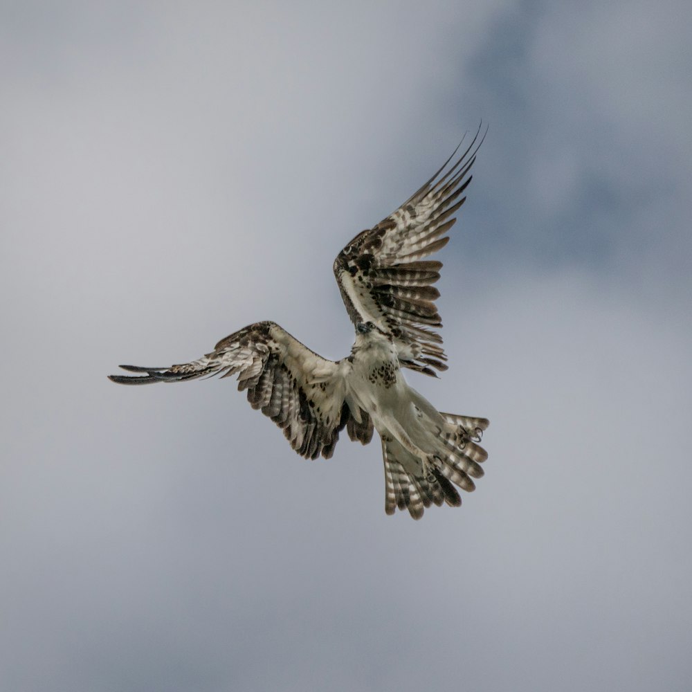 brown and white bird flying