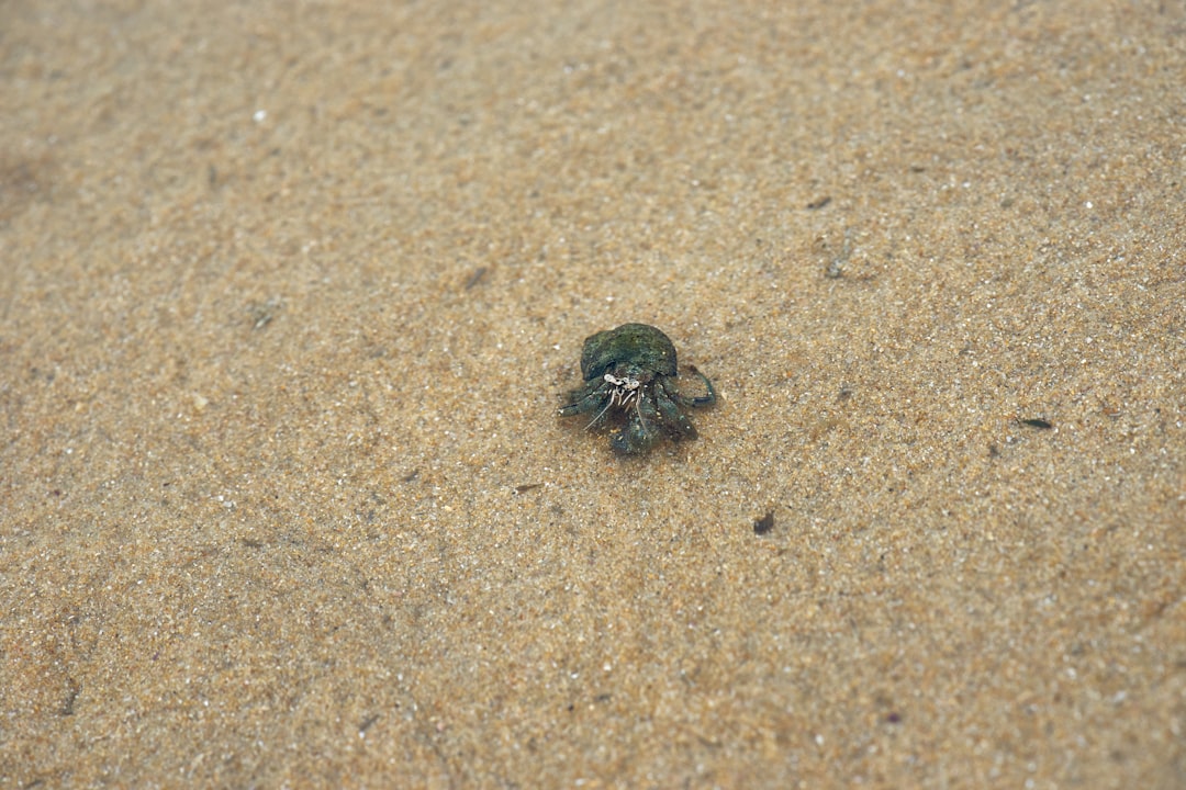 black and gray spider on gray sand