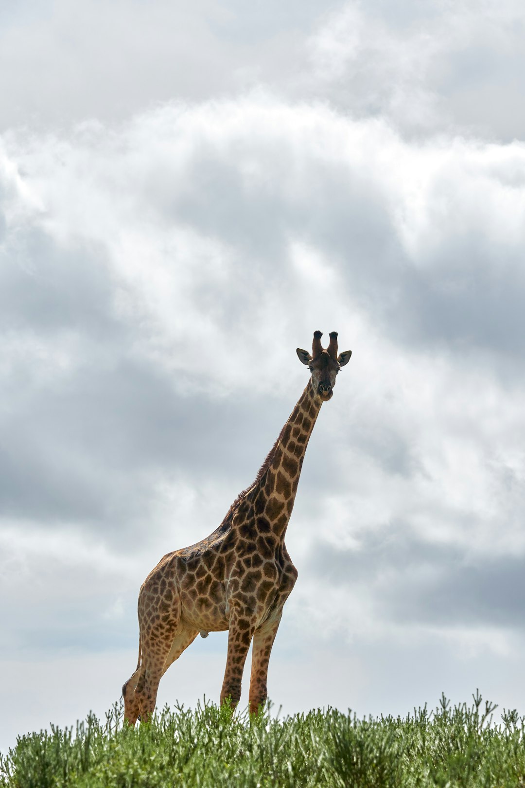 giraffe under cloudy sky during daytime