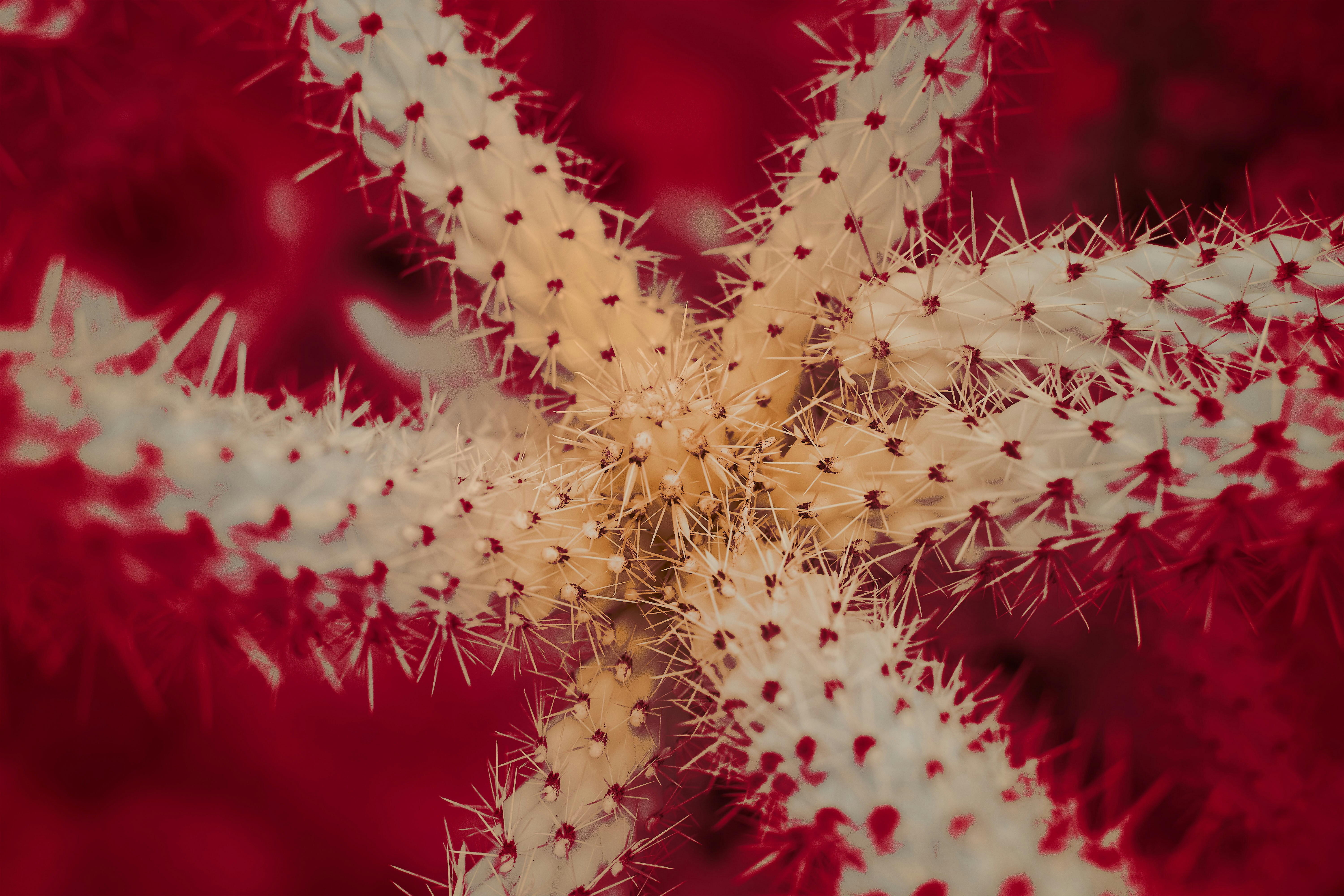 white and red flower in macro lens