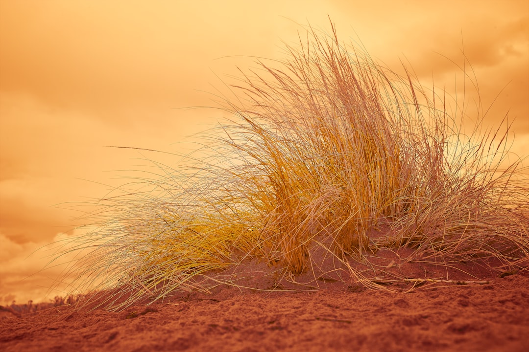 brown grass on brown soil