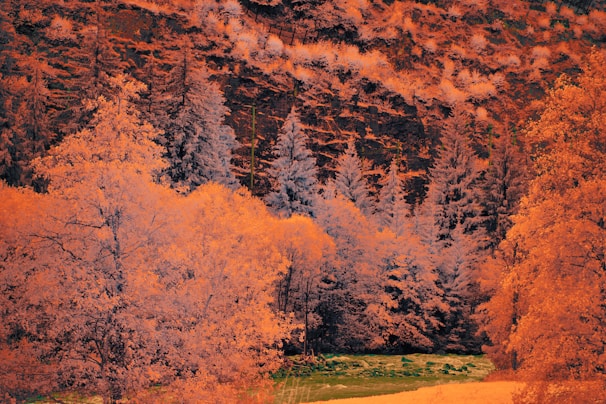 A vibrant fantasy landscape showcasing a mystical forest.