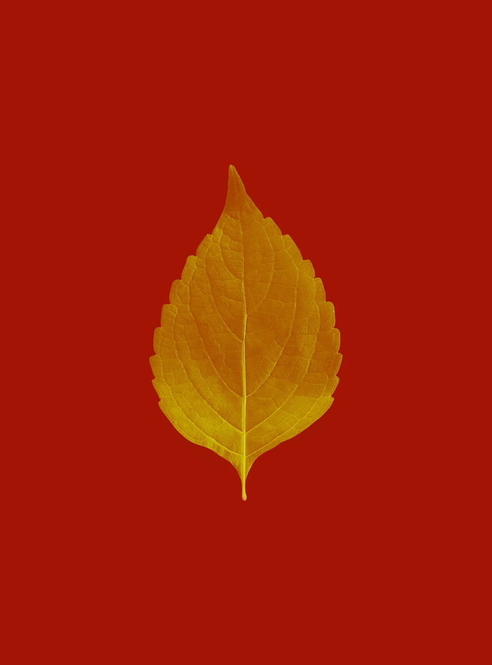 yellow leaf on red background