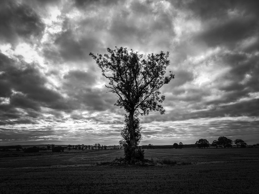 grayscale photo of leafless tree on grass field