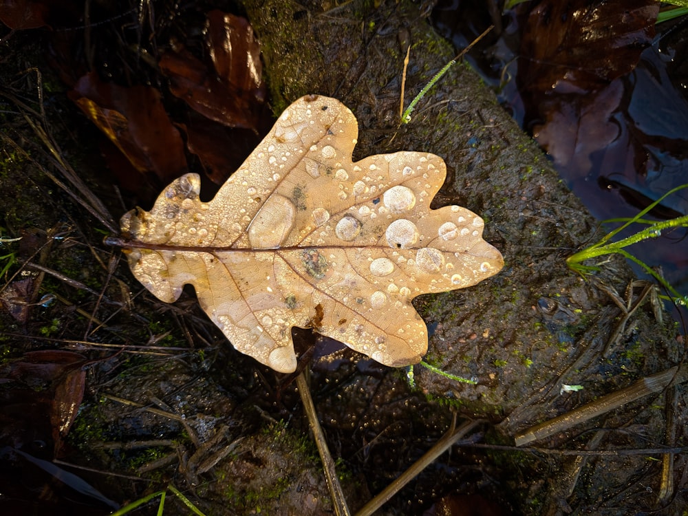 brown leaf on green grass