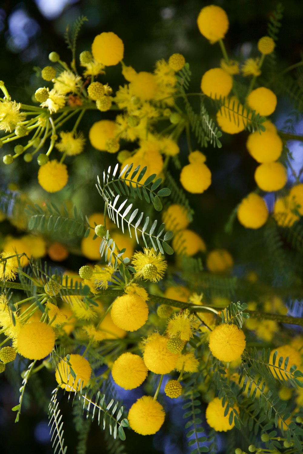 yellow flowers with green leaves