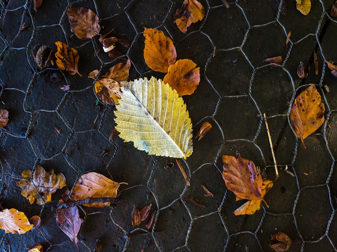 green and brown leaves on black concrete floor