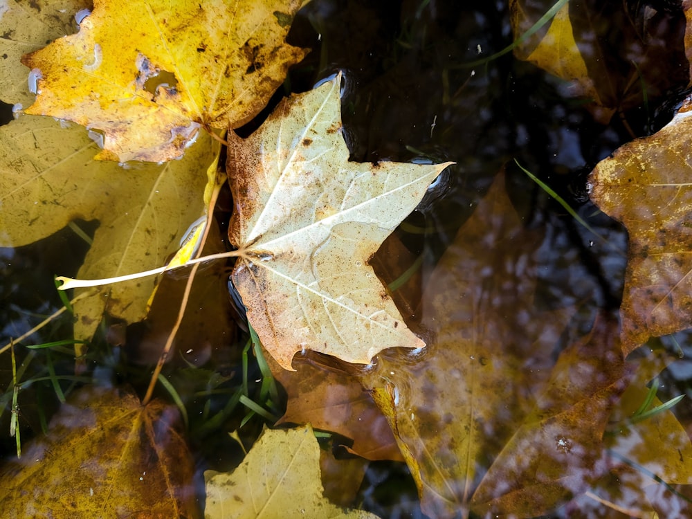 brown maple leaf on water