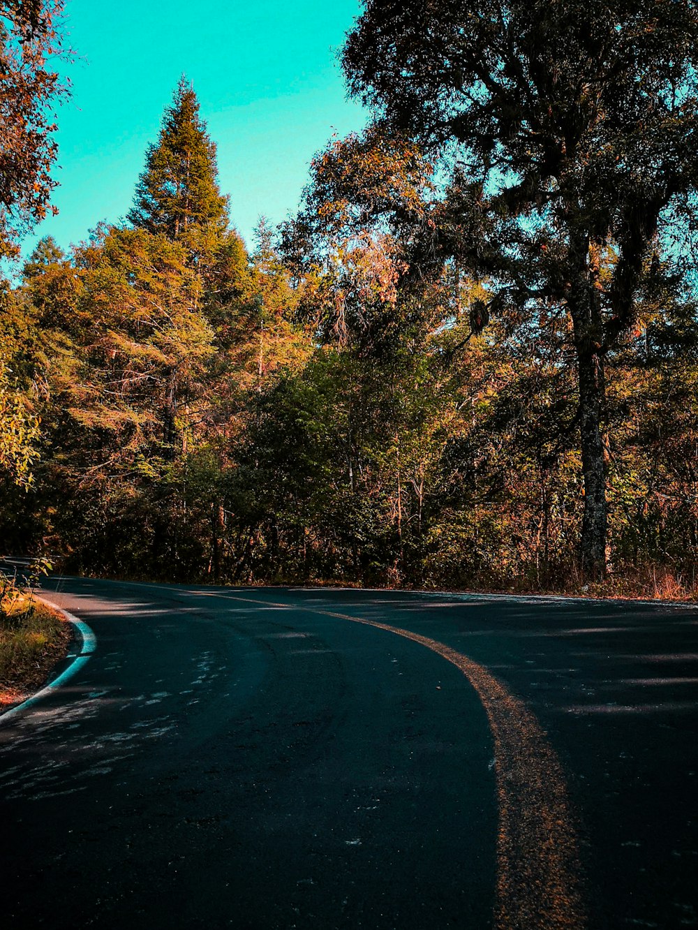 gray asphalt road between brown trees during daytime