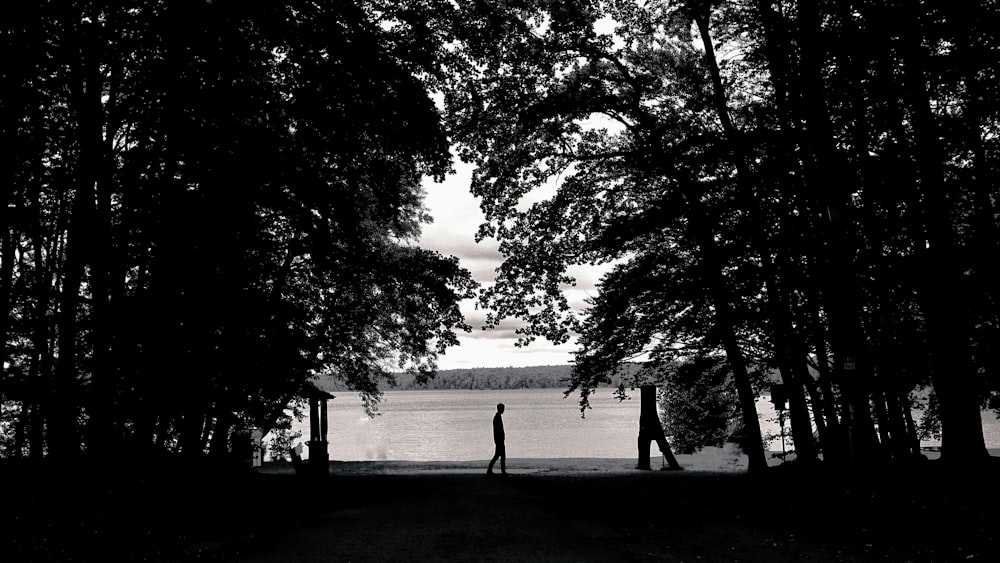 silhouette of people walking on park during daytime