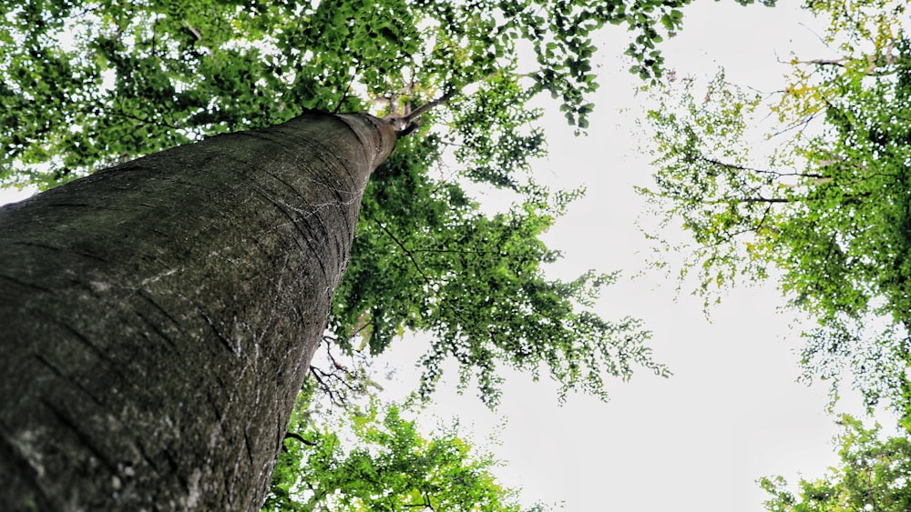 low angle photography of green tree during daytime