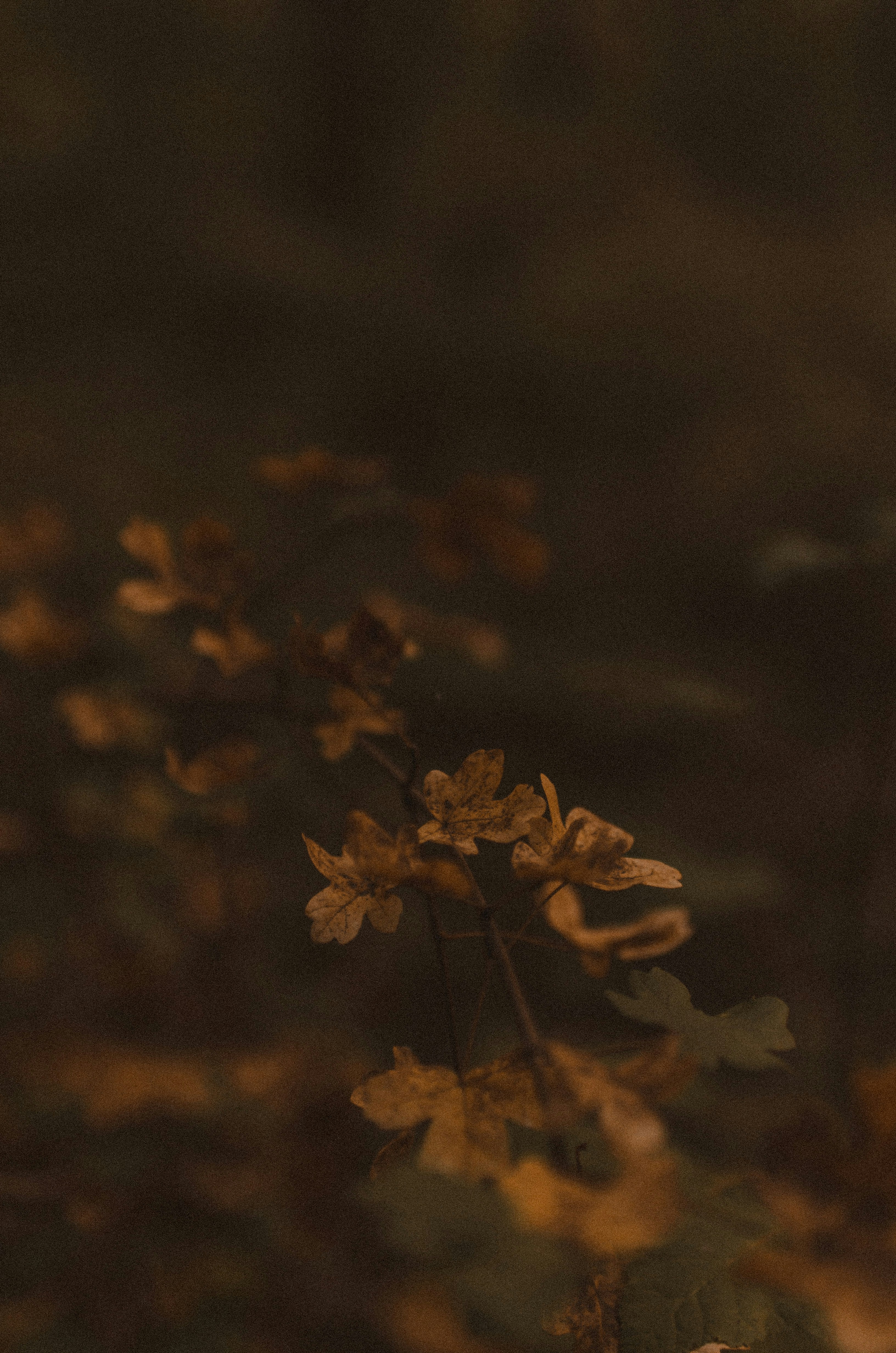 Photo by gamanalice3012