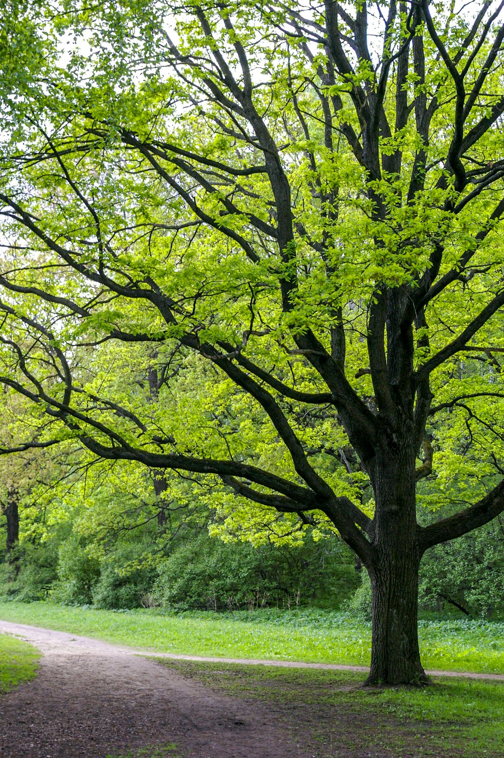 alberi verdi su campo di erba verde durante il giorno