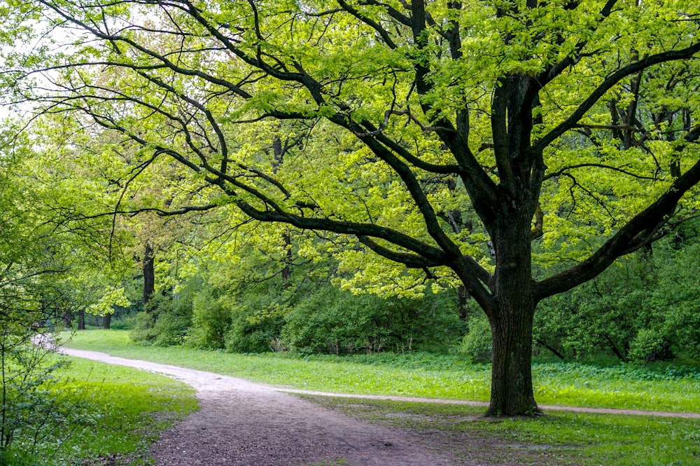 green trees on green grass field during daytime